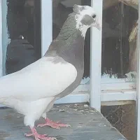 طوقی