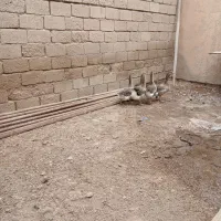 شادگان|حیوانات مزرعه|شادگان, |دیوار