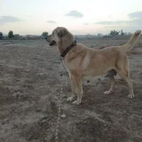 سگ عراقی نر