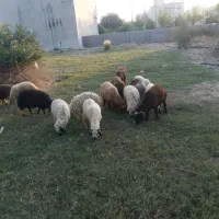 بره|حیوانات مزرعه|جم, |دیوار