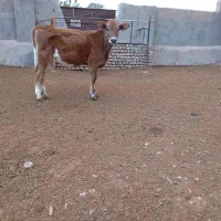 گاو گوساله جرسی