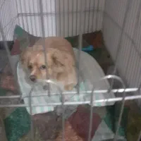 فروش جاپانیز اشپیتز  نر یکساله قیمت باقفس ۴تومن