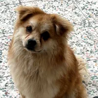 سگ پامرشیتزو