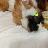 خوکچه هندی فشن|موش و خرگوش|شهرکرد, |دیوار