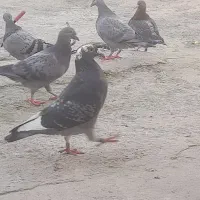 کبوتر پلاکی.مسافتی.