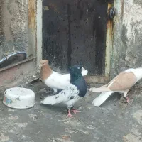 کبوتر کله ای دوبالی|پرنده|دزفول, |دیوار