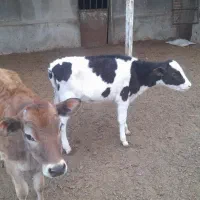 گوساله جرسی و هلشتاین