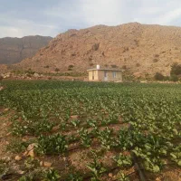 فروش زمین کشاورزی و باغی به متراژ 6300متر مربع