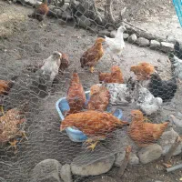 مرغ|حیوانات مزرعه|رشت, دباغیان|دیوار