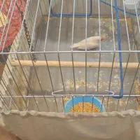 فنچ باقفس   فقط باقفس فروخته میشود