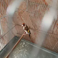 سهره|پرنده|ری, سیزده آبان|دیوار