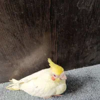 توجه قیمت شکن««عروس هلندی دستی دانخور لوتینو|پرنده|گرگان, |دیوار