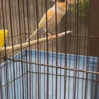 قناری موزاییکی مست