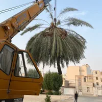 قطع نخل برش نخل درخت دیمیت مخ رایگان|خدمات باغبانی و درختکاری|بوشهر, |دیوار