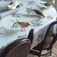 ۴ عدد طوطی عروس کلکسیونی