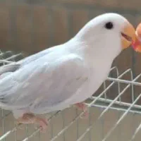 گمشده