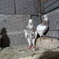 کبوتر طوقی|پرنده|شیراز, حومه شیراز|دیوار