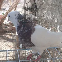 کبوتر طوقی کرمانشاهی