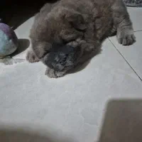 نژاد چاو چاو سگ با اصالت چاو چاو  پوزه فلت