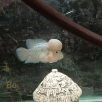 یک عدد فلاور هورن تایلندی پوزه کوتاه