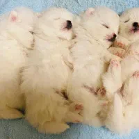 پامر عروسکی سایز صفر