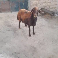 یک راس قوچ افشار جوان|حیوانات مزرعه|مرودشت, کناره|دیوار