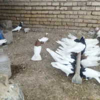 چند جفت طوقی عروسک