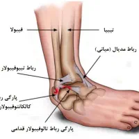 تحقیقاتی داوطلبانه