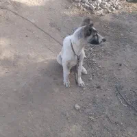 سگ نر سرابی هفت ماهه|سگ|صوفیان, |دیوار