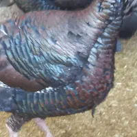 بوقلمون،بط،جوجه لاری