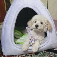 سگ شیتزو۵میلیون