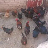 مرغ تخمگذار