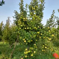 هرس درختان|خدمات باغبانی و درختکاری|ارومیه, |دیوار