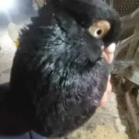 باسلام چند جفت کبوتر خون خالص درسهند|پرنده|سهند, |دیوار