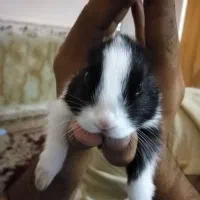 خرگوش|موش و خرگوش|یاسوج, |دیوار