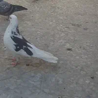 گرو پرشی|پرنده|قرچک, داوود آباد|دیوار