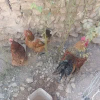 فروش یک خروس خلودری و دو مرغ تخمگذار|حیوانات مزرعه|قیدار, |دیوار