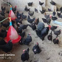 مرغ محلی سیاه