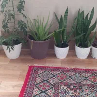 گل طبیعی|گل و گیاه طبیعی|خلخال, |دیوار