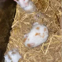 همستر خوشگل|موش و خرگوش|کرج, کمال‌شهر|دیوار