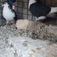 ساده سیاه