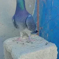 یک عدد ماده مسافتی چاپی|پرنده|سراوان, |دیوار