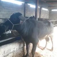 فروش فوری نر گاومیش دوساله