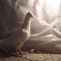 انگشتر یاقوت سرخ قیمت ۳۰گرم  کبوترپرشی  ۴۰۰