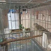 سره قناری قرص بخون قلمی|پرنده|تهران, مولوی|دیوار