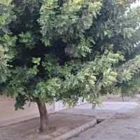 نهال خرنوب گلدانی|گل و گیاه طبیعی|شیراز, دانشکده کشاورزی دانشگاه شیراز|دیوار