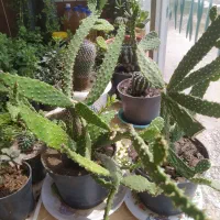 گل طبیعی وکاکتوس|گل و گیاه طبیعی|اهر, |دیوار