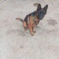 واگذاری سگ|سگ|دزفول, |دیوار