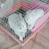 خرگوش لوپ|موش و خرگوش|مشهد, عسگریه|دیوار