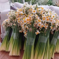 فروش گل نرگس شهلا|گل و گیاه طبیعی|جره و بالاده, |دیوار